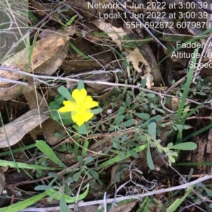 Hibbertia obtusifolia at Fadden, ACT - 1 Jun 2022