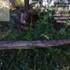 Lonicera japonica (TBC) at Macarthur, ACT - 1 Jun 2022 by LoisElsiePadgham