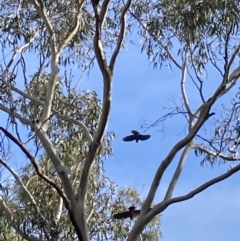 Callocephalon fimbriatum (Gang-gang Cockatoo) at City Renewal Authority Area - 17 Apr 2022 by macolless