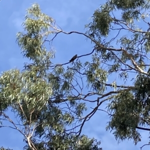 Callocephalon fimbriatum at Reid, ACT - 18 Apr 2022