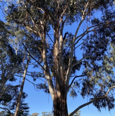 Callocephalon fimbriatum (Gang-gang Cockatoo) at City Renewal Authority Area - 2 Mar 2022 by macolless