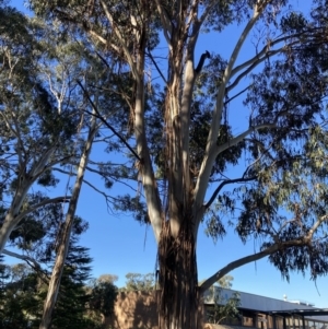 Callocephalon fimbriatum at Reid, ACT - 2 Mar 2022