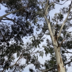 Callocephalon fimbriatum (Gang-gang Cockatoo) at Reid, ACT - 24 Apr 2022 by macolless