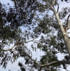 Callocephalon fimbriatum at Reid, ACT - 24 Apr 2022