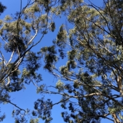 Callocephalon fimbriatum (Gang-gang Cockatoo) at Reid, ACT - 24 May 2022 by macolless