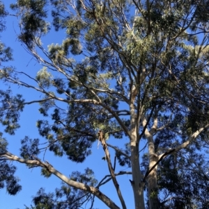 Callocephalon fimbriatum at Reid, ACT - suppressed