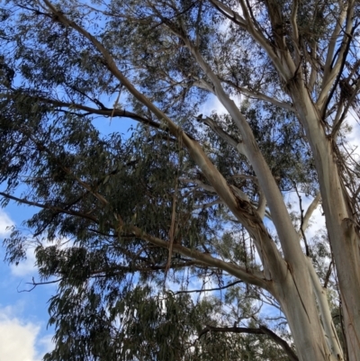 Callocephalon fimbriatum (Gang-gang Cockatoo) at Reid, ACT - 7 May 2022 by macolless