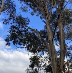 Callocephalon fimbriatum at Reid, ACT - 7 May 2022