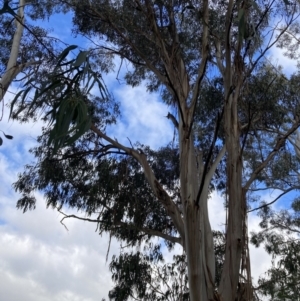 Callocephalon fimbriatum at Reid, ACT - 7 May 2022