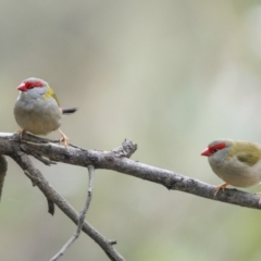 Neochmia temporalis (Red-browed Finch) at Carwoola, NSW - 5 Jun 2022 by trevsci