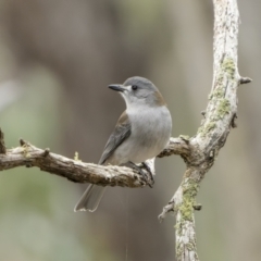 Colluricincla harmonica (Grey Shrikethrush) at Wanna Wanna Nature Reserve - 5 Jun 2022 by trevsci