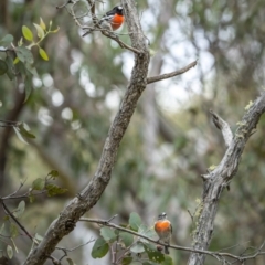 Petroica boodang (Scarlet Robin) at Carwoola, NSW - 4 Jun 2022 by trevsci