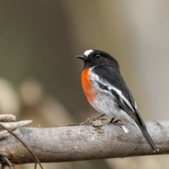 Petroica boodang at Carwoola, NSW - 5 Jun 2022