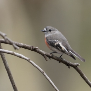 Petroica boodang at Carwoola, NSW - 5 Jun 2022