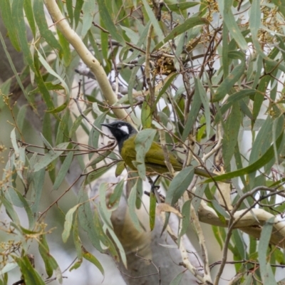 Nesoptilotis leucotis (White-eared Honeyeater) at Wanna Wanna Nature Reserve - 4 Jun 2022 by trevsci