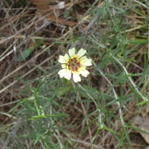 Tolpis barbata at Hackett, ACT - suppressed