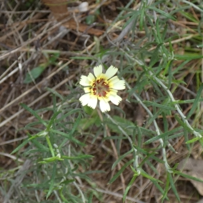 Tolpis barbata (Yellow Hawkweed) at Mount Majura - 16 Apr 2022 by Birdy