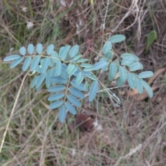 Indigofera australis subsp. australis (Australian Indigo) at Hackett, ACT - 16 Apr 2022 by Amata