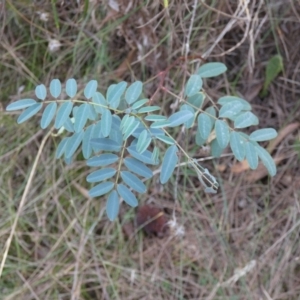 Indigofera australis subsp. australis at Hackett, ACT - 16 Apr 2022
