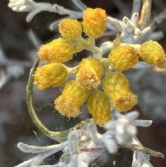 Chrysocephalum semipapposum (Clustered Everlasting) at Fentons Creek, VIC - 13 Jan 2023 by KL