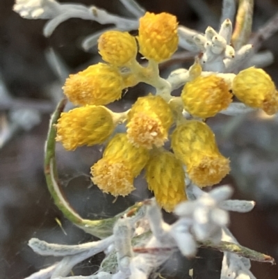 Chrysocephalum semipapposum (Clustered Everlasting) at Suttons Dam - 13 Jan 2023 by KL