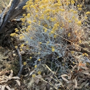 Chrysocephalum semipapposum at Fentons Creek, VIC - suppressed