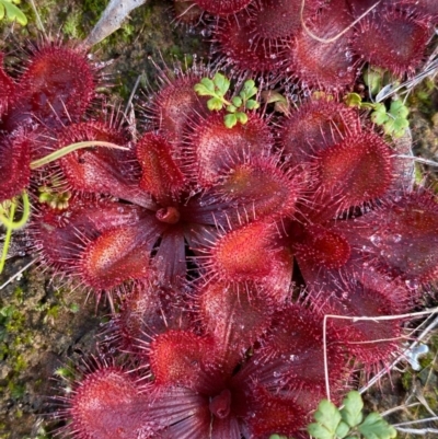 Drosera abberans (Scented Sundew) at Suttons Dam - 6 Jun 2022 by KL