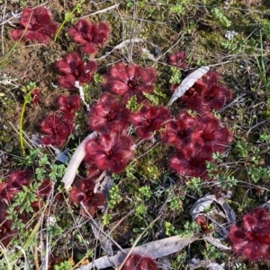 Drosera abberans at Fentons Creek, VIC - 6 Jun 2022