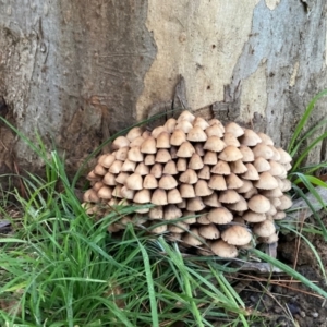 Mycena 'clarkeana group' at Flynn, ACT - 6 Jun 2022