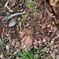 Mycena 'clarkeana group' at Flynn, ACT - 6 Jun 2022