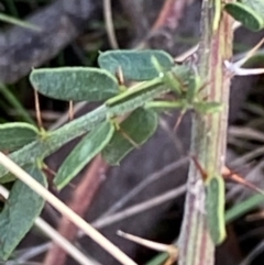 Acacia paradoxa (Kangaroo Thorn) at Suttons Dam - 6 Jun 2022 by KL