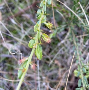 Acacia paradoxa at Fentons Creek, VIC - 6 Jun 2022