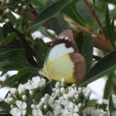 Appias paulina (Yellow albatross) at Theodore, ACT - 4 Feb 2021 by owenh