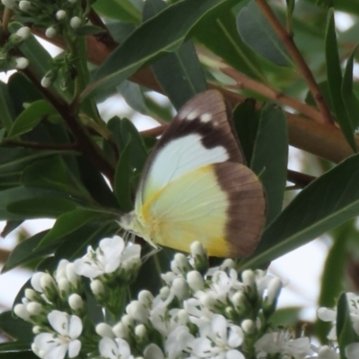 Appias paulina (Yellow Albatross) at Theodore, ACT - 4 Feb 2021 by owenh