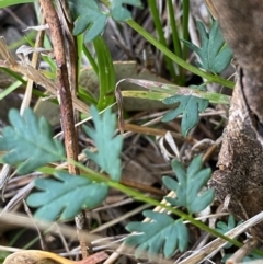 Acaena (genus) (A Sheep's Burr) at Fentons Creek, VIC - 6 Jun 2022 by KL