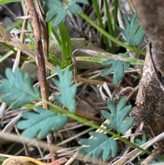 Acaena sp. (A Sheep's Burr) at Fentons Creek, VIC - 6 Jun 2022 by KL