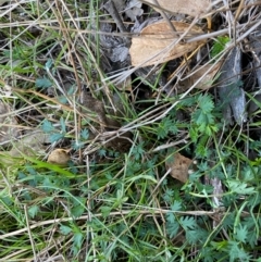 Acaena (genus) at Fentons Creek, VIC - 6 Jun 2022