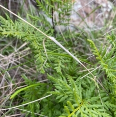 Cheilanthes austrotenuifolia at Fentons Creek, VIC - 6 Jun 2022