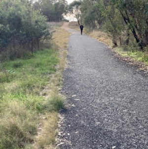 Petroica boodang at Coree, ACT - 2 Jun 2022 03:19 PM