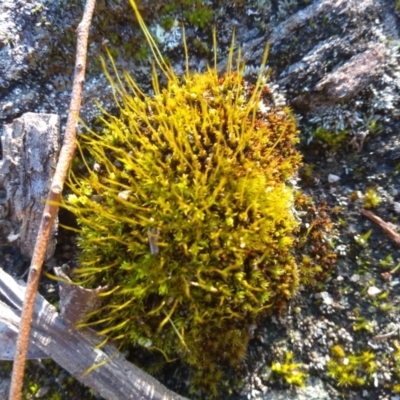 Pottiaceae (family) (A moss) at Cooma North Ridge Reserve - 5 Jun 2022 by mahargiani