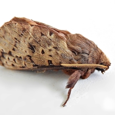 Oxycanus silvanus (Pale Oxycanus) at Crooked Corner, NSW - 5 Jun 2022 by Milly