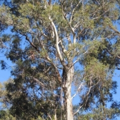 Eucalyptus viminalis (Ribbon Gum) at Tidbinbilla Nature Reserve - 13 Feb 2022 by michaelb