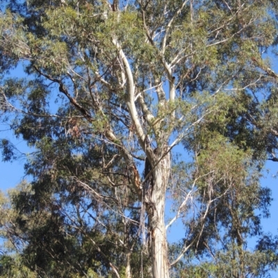Eucalyptus viminalis (Ribbon Gum) at Paddys River, ACT - 13 Feb 2022 by MichaelBedingfield