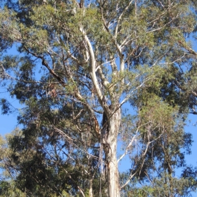 Eucalyptus viminalis (Ribbon Gum) at Tidbinbilla Nature Reserve - 13 Feb 2022 by michaelb