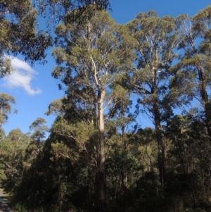 Eucalyptus viminalis at Paddys River, ACT - 13 Feb 2022