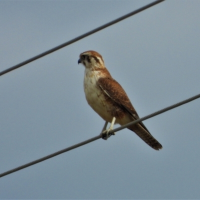 Falco berigora (Brown Falcon) at Upper Haughton, QLD - 3 Jun 2022 by TerryS