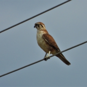 Falco berigora at Upper Haughton, QLD - 3 Jun 2022