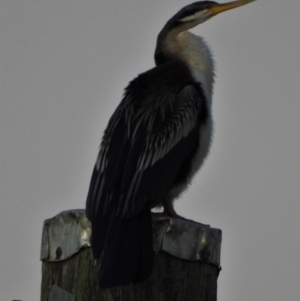 Anhinga novaehollandiae at Upper Haughton, QLD - 3 Jun 2022