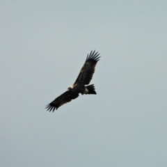 Aquila audax (Wedge-tailed Eagle) at Upper Haughton, QLD - 3 Jun 2022 by TerryS