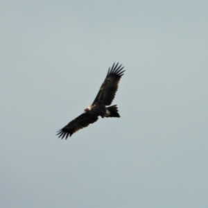 Aquila audax (Wedge-tailed Eagle) at by TerryS